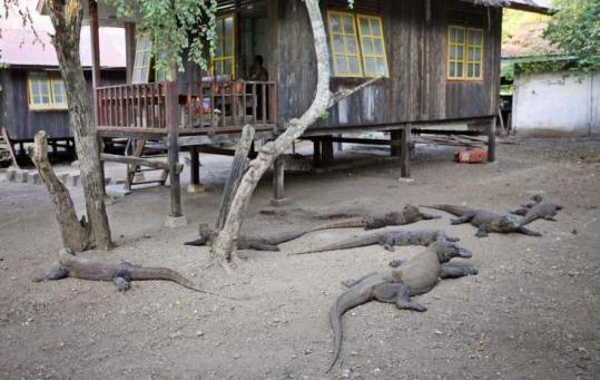 Komodo dragons, the world’s largest lizard species, basked in the  sun outside a park ranger’s hut on Rinca island, Indonesia.
