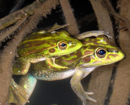 Yellow-spotted bell frogs were  rediscovered on rural Australian farmland in New South Wales.