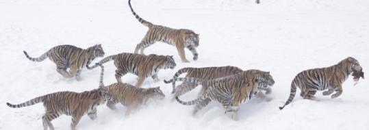 Siberian tigers are  one of the world’s rarest species, with an estimated 300 left in the  wild, 50 in China. Above, some of the tigers ran around in another zoo  in China in January.