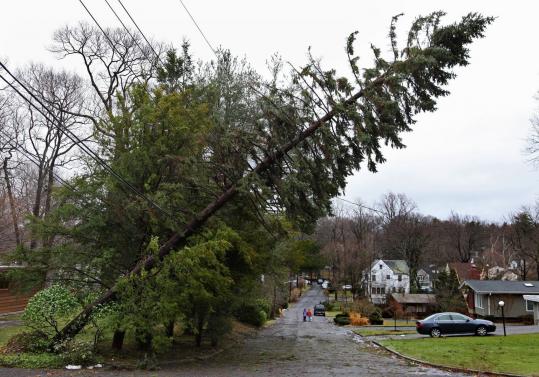 An uprooted tree rested on power lines in Hartsdale, N.Y.,  yesterday after storms ripped through sections of the Northeast.