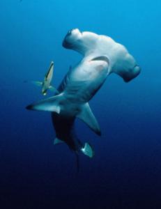 Populations of the scalloped hammerhead and other sharks have dropped by as much as 85 percent.