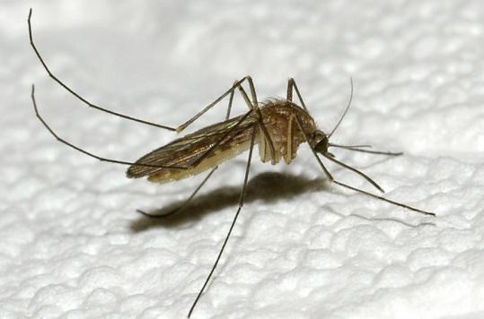 If the weather  remains warm, Norfolk County residents could be swatting active adult  mosquitoes in early May.