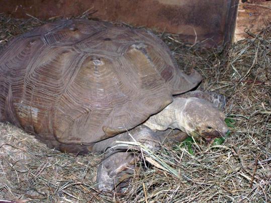 Peter Lowry’s African tortoise is now back in his pen safe   and sound.