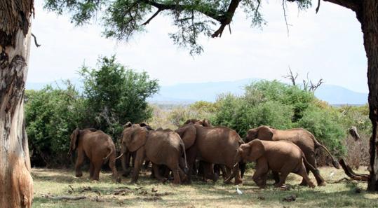 Recordings   of bees had elephants on the run in Kenya. The study’s findings may  help  protect crops and elephants.