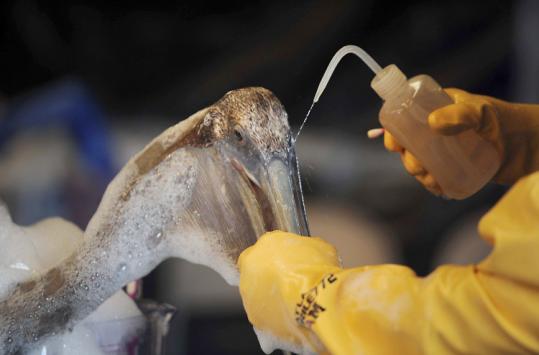 Dr. Erica Miller of the Louisiana State Wildlife Response Team cleaned oil from a pelican in Plaquemines Parish, La.