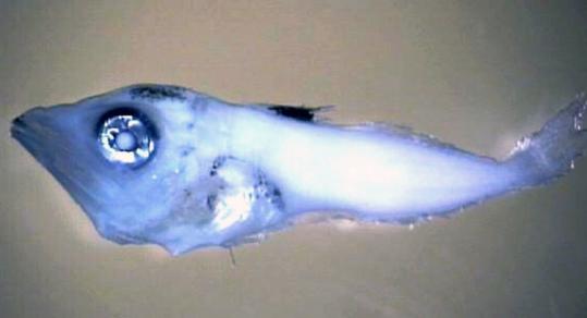 Researchers from the University of Southern Mississippi’s Gulf Coast Research Lab took this photo of a larval bluefin tuna.