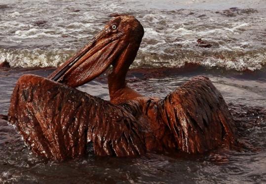 A brown pelican  coated in heavy oil struggled in the surf yesterday on East Grand Terre  Island in Louisiana.