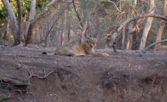 More  than 400 Asiatic lions live in the Gir forest. Residents oppose an  effort to move some lions to prevent inbreeding.