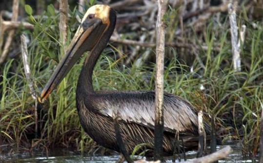 An  oily pelican waded yesterday near Barataria Bay, La. About 100 miles of  coastline in two states has been affected so far.
