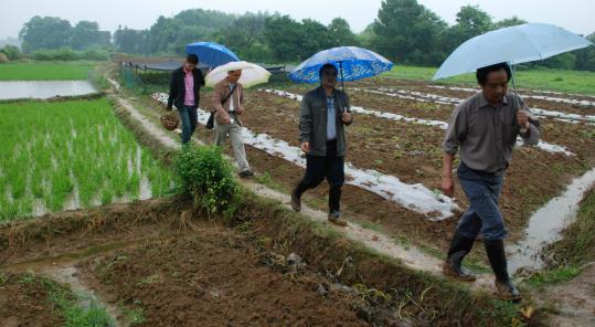 Lin Minyue (right), a professor at Hunan Agricultural University, has been advising potato farmers in Hunan Province since 2005. Farmers plant potatoes in rice fields during the winter, a move that improves the soil for the next season’s rice cultivation.
