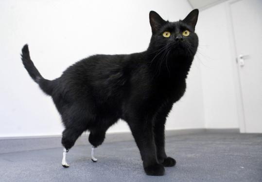 “Oscar can now run and jump about as cats should do,’’ said Dr.  Noel Fitzpatrick, who gave him two metal prosthetic implants.