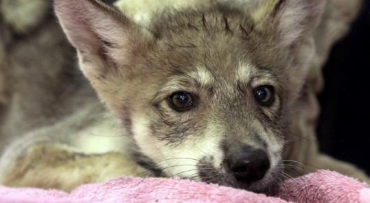 One of five  8-week-old Mexican gray wolf pups received a checkup at the Endangered  Wolf Center in Eureka, Mo.