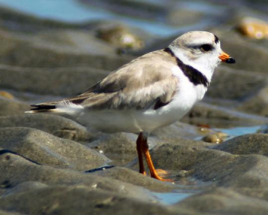 There  are 23 pairs of piping plovers on Long Beach.