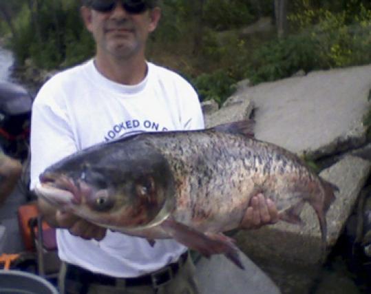 A 20-pound Asian carp that made it past electrical barriers was caught last month near Lake Michigan.
