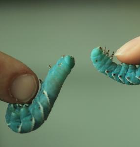 Tufts University researchers are studying tobacco hornworm caterpillars for clues about how to build robots inspired by nature.