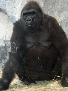 Kiki will probably give birth this fall. She is a western lowland gorillas, a species that is critically endangered.