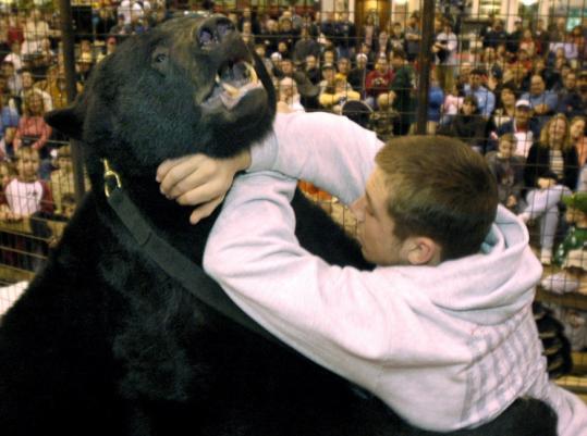 An exhibition “wrestling match’’ in 2006 involving employee Lance Palmer and another bear owned by Sam Mazzola.