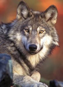 Northern Rockies gray wolves were delisted in 2007.