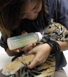 A tiger cub that was rescued from a suitcase at Bangkok’s international airport was fed by a veterinarian yesterday.