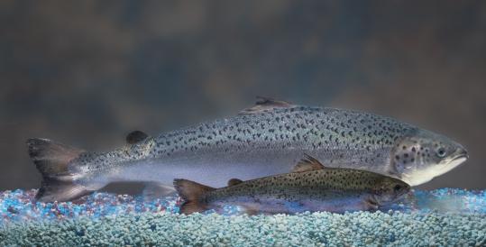 AquaBounty’s genetically modified salmon reached market size twice as fast as a standard fish of the same age.