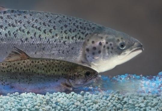 A genetically modified salmon, rear, dwarfs its same-age natural peer.