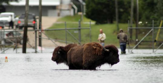 Authorities worked to contain two buffalo yesterday that had been roaming the streets of flooded Windsor, N.C.