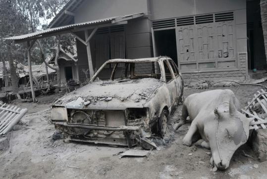 A dead farm animal lay next to a burned-out car yesterday in the ash-covered village of Argomulyo, Indonesia. The eruption released 1,765 million cubic feet of volcanic material.