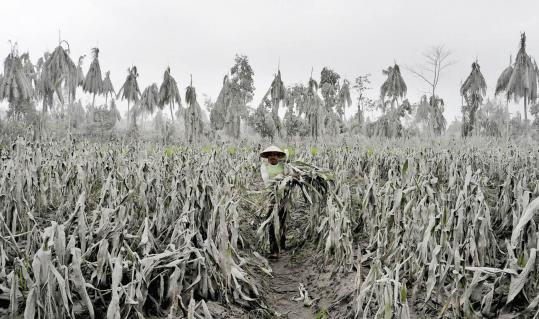 A farmer in Muntilan, Indonesia, walked through a field, which was covered in volcanic ash from Mount Merapi’s eruption.