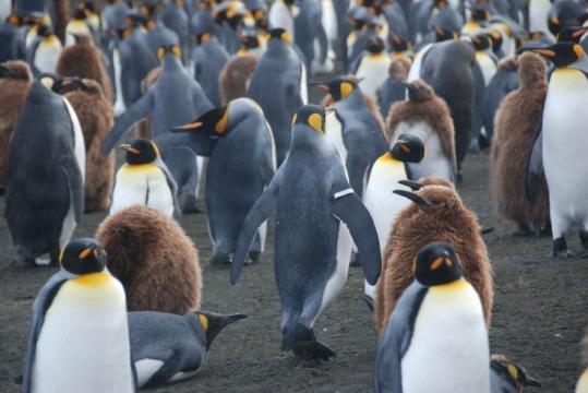 A king penguin with a tracking band on its flipper walked among other adults and juveniles on the island of Crozet.