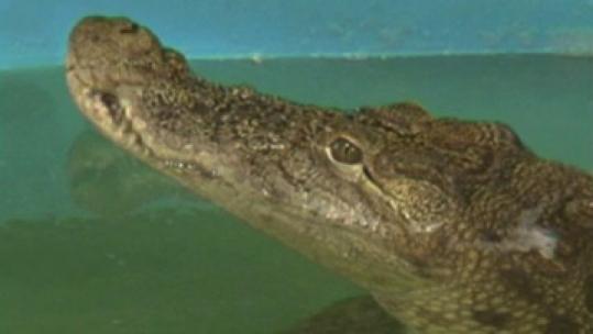This crocodile at a Ukrainian aquarium ate a phone weeks ago and hasn’t eaten since.