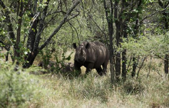 Seven endangered rhinos were killed in southern Zimbabwe from early December to Jan. 19. In neighboring South Africa, 333 rhinos were poached in 2010; the country has more than 21,000.