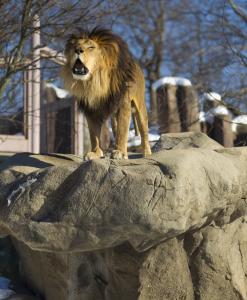 Zoo launches bid to boost its private fund-raising effort - The Boston Globe