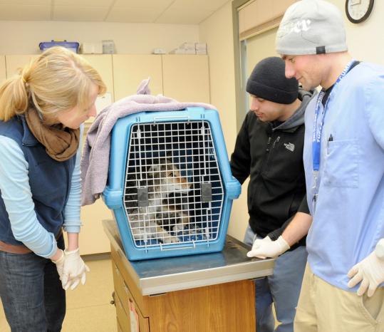 Tufts veterinary students (from left) Kacie Stetina, Benjamin Polansky, and Barry Brower kept an eye on the coyote yesterday after it was rescued by the Animal Rescue League of Boston.