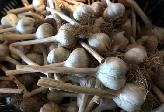 Plato’s Harvest Farm garlic at Plimouth Plantation.