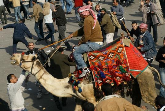 Camel Attack Egypt