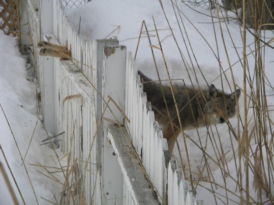 This coyote, stuck in a picket fence on Station Road in Salem Saturday, was freed by John Spofford, a Peabody firefighter.