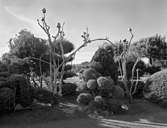 Among the two-dozen photographs included in the Trustman Art Gallery’s Vaughn Sills exhibit is “Pearl Fryar’s Garden, Bishopville, North Carolina, 2001.’’