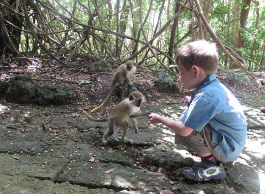 Lazar Gelfand feeds sunflower seeds to a green monkey at Grenade Hall Forest and Signal Station in St. Peter, Barbados.