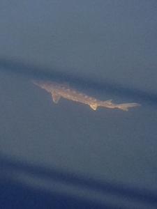 This creature was spotted in the Charles River and identified as a sturgeon.