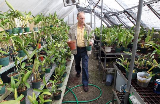 In a greenhouse somewhere, Jim Marchand worked among an array of the precious orchids he inherited from Victor DeRosa.