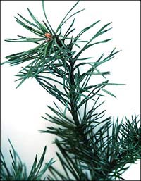 Types of Christmas trees