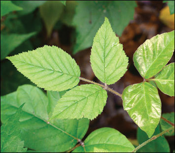 Don't scratch! Learn about poison ivy from a pro, Jonathan Sachs ...