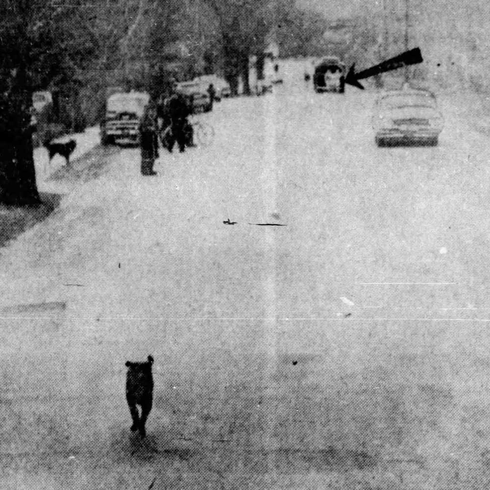 Photo of the mysterious dog that tripped Johnny Kelley during the Boston Marathon