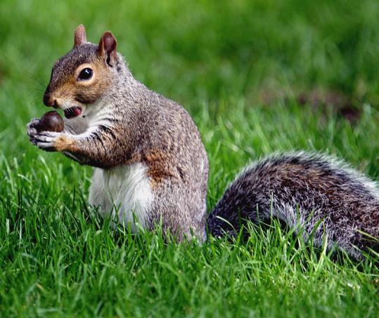 Food crisis for squirrels? Not in her back yard - The Boston Globe