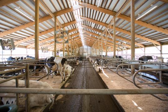 Farm’s state-of-the-art barn caters to cows - The Boston Globe