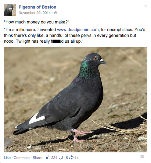 Creator of ‘Pigeons of Boston’ Page Really Hates ‘Humans of New York ...